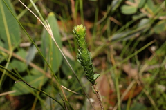 Baeckea imbricata