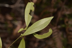 Tristaniopsis collina