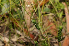 Baeckea imbricata