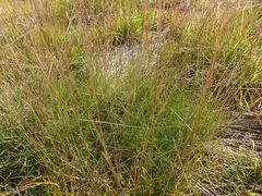 Festuca saximontana