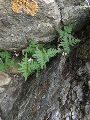 Aleuritopteris argentea