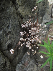 Aleuritopteris argentea