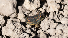 Rhinella spinulosa