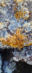 Teloschistes flavicans