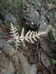 Aleuritopteris argentea