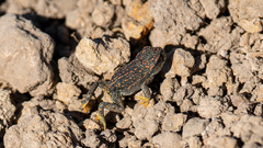 Rhinella spinulosa