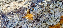 Teloschistes flavicans