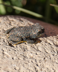 Rhinella spinulosa