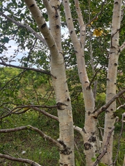 Betula ermanii