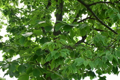 Magnolia amoena