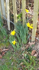 Narcissus minor
