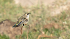 Oreotrochilus leucopleurus