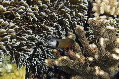 Plectroglyphidodon dickii