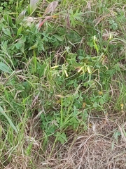 Oxalis pes-caprae
