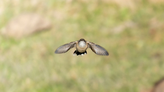 Oreotrochilus leucopleurus