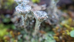 Cladonia pocillum