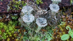 Cladonia pocillum