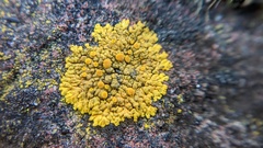 Variospora flavescens