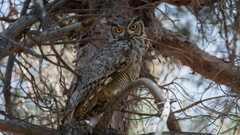 Bubo virginianus magellanicus