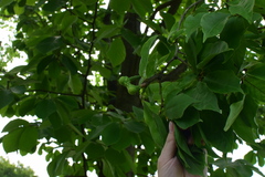 Magnolia amoena