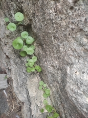 Umbilicus rupestris