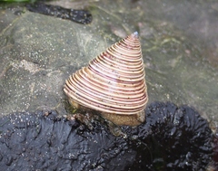 Calliostoma canaliculatum