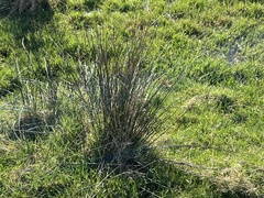 Juncus inflexus