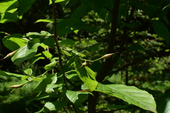 Sinojackia microcarpa