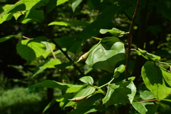 Sinojackia microcarpa