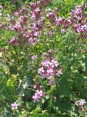 Silene aegyptiaca
