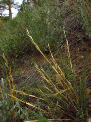 Cleistogenes kitagawae