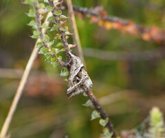 Dichromodes stilbiata