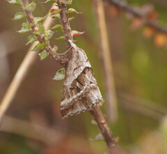 Dichromodes stilbiata