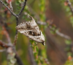 Dichromodes stilbiata