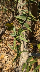 Jasminum nervosum