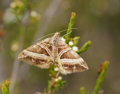 Chrysolarentia conifasciata