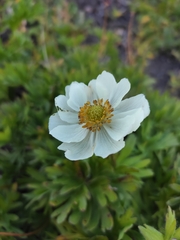 Anemoneae