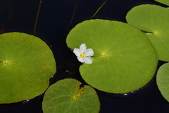 Nymphoides aquatica