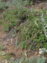 Cleistogenes kitagawae