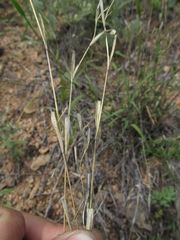 Cleistogenes kitagawae