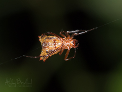 Micrathena molesta
