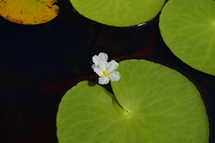 Nymphoides aquatica