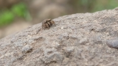 Salticidae