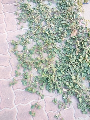 Boerhavia diffusa