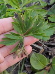 Anemonastrum sibiricum