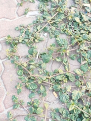 Boerhavia diffusa
