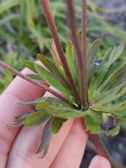 Anemonastrum sibiricum