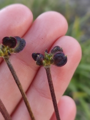 Anemonastrum sibiricum