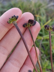 Anemonastrum sibiricum