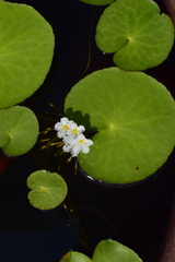 Nymphoides aquatica